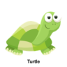 Turtle